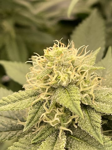 1st Ever Grow (GodFather OG) (Coco) — flower, day 116