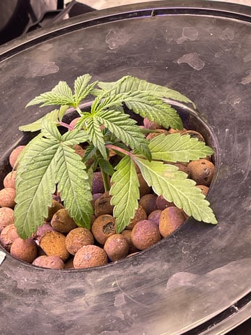 1st Ever Grow (Fat Bastard)(RDWC)  — vegetative, day 26