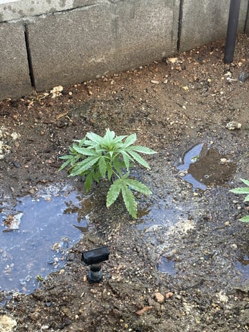 Fast Buds Auto And Special Queen Auto