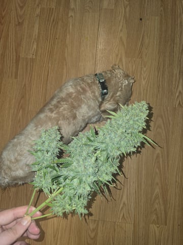 2nd Autoflower Indoor Grow — flower, day 106