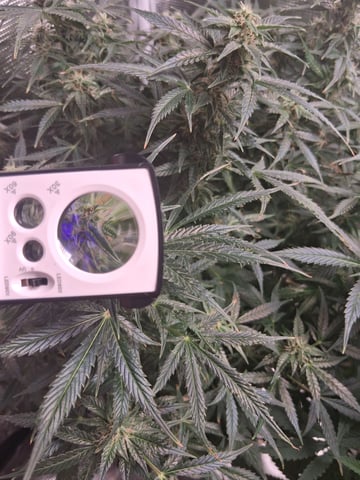 My Girls — flower, day 51