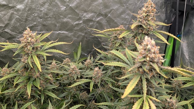 Strawberry Cheesecake Seedsman Seeds Autoflowers x2 — flower, day 99