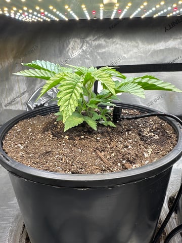 White Russian — vegetative, day 19