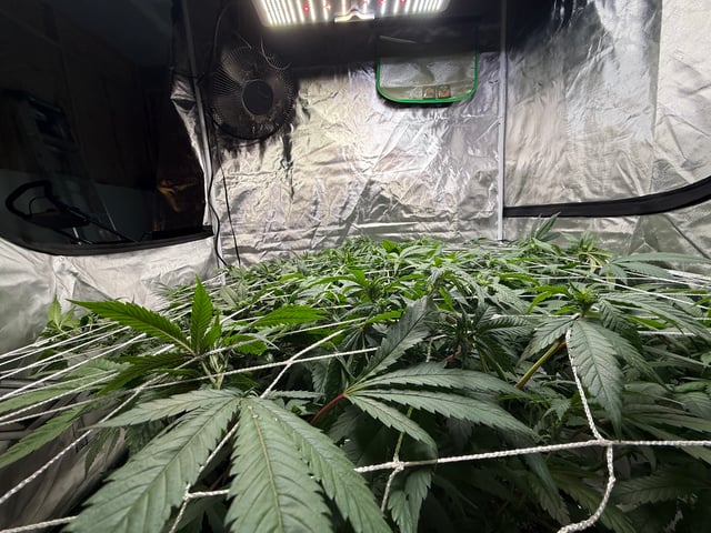 Green Gelato — flower, day 65