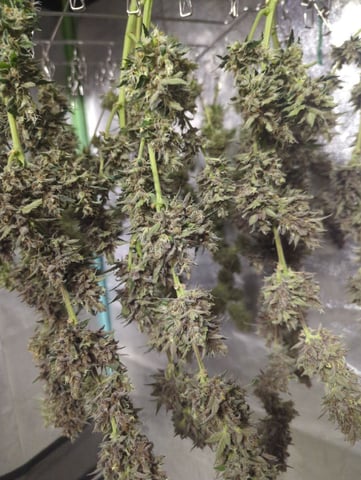 Autos — harvest, day 78