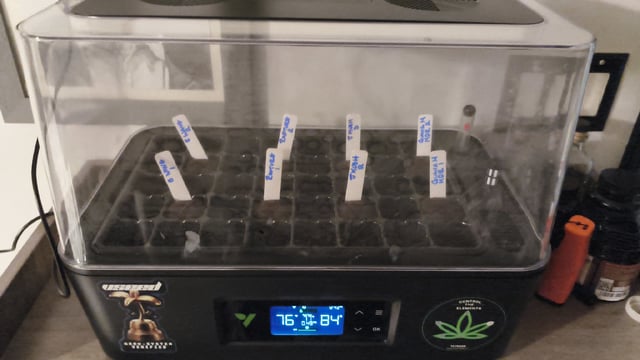 Vseed Test Run