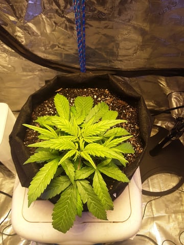 Gorilla Cookies Auto