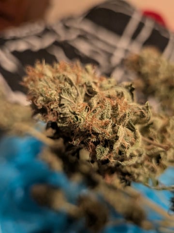 Zkittlez (Auto) — harvest, day 124