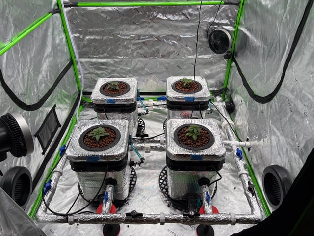 First Grow (Hydro) — vegetative, day 21
