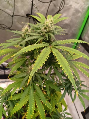 Boss Battle, Forbidden Runtz, +granddaddy Purp, +citrus Bubblegum — vegetative, day 68