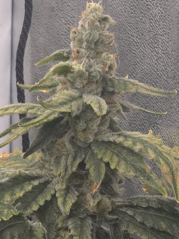 Oceanz 16 — flower, day 151