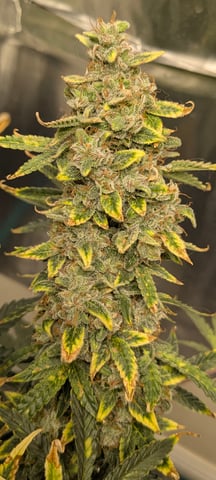 1st grow continued  — grow_setup, day 1