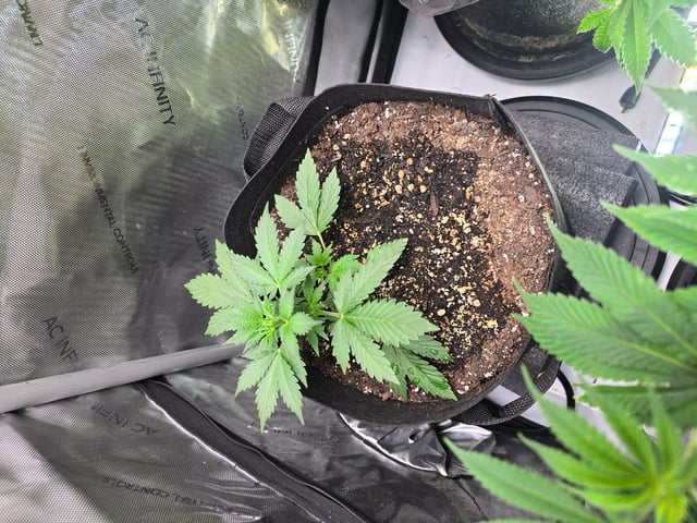 Purple Haze  — flower, day 53