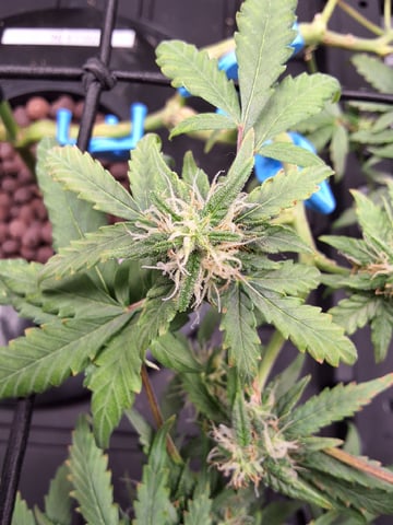 STELLA — flower, day 80