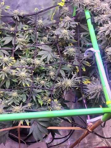 6th Grow — flower, day 78