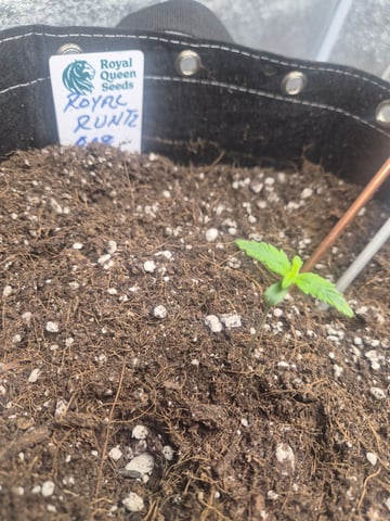 I'll get it right — seedling_rooting, day 12