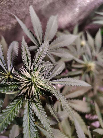 Rosa  — flower, day 19