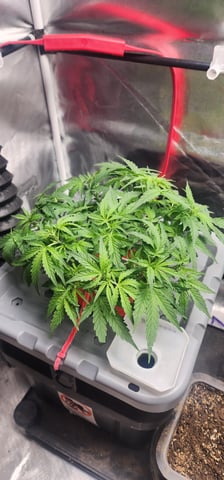 El Chemi Kiwi autoflower  — vegetative, day 31