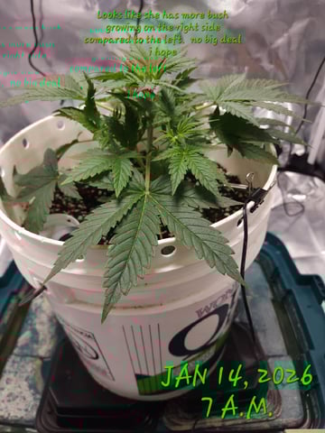 Dos Si Dos. Indica — vegetative, day 20