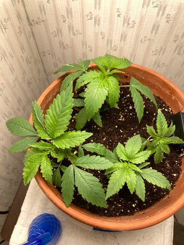kush — vegetative, day 2