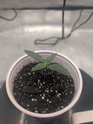 Girl Scout Cookies — seedling_rooting, day 9