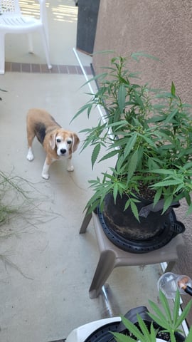 Poison Rainbows — vegetative, day 103