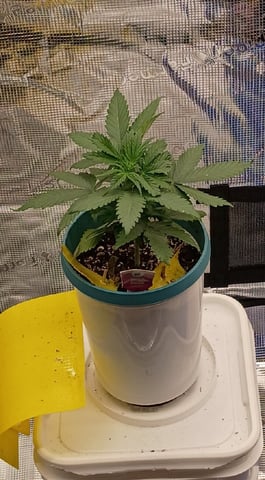 TentPlantLightFan — vegetative, day 30