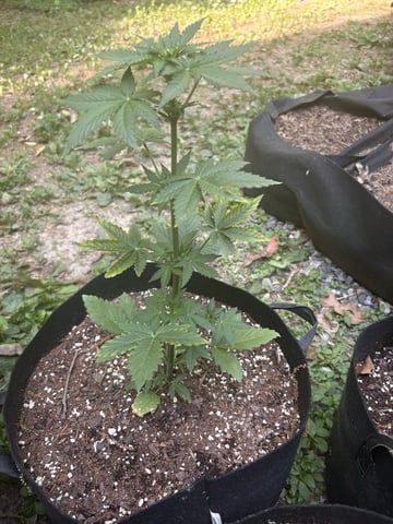 Rc Exotics — vegetative, day 38