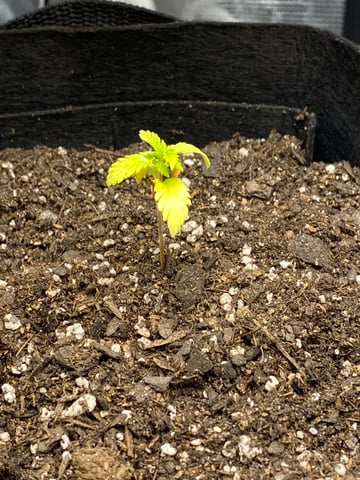 Gorilla Melon — vegetative, day 31