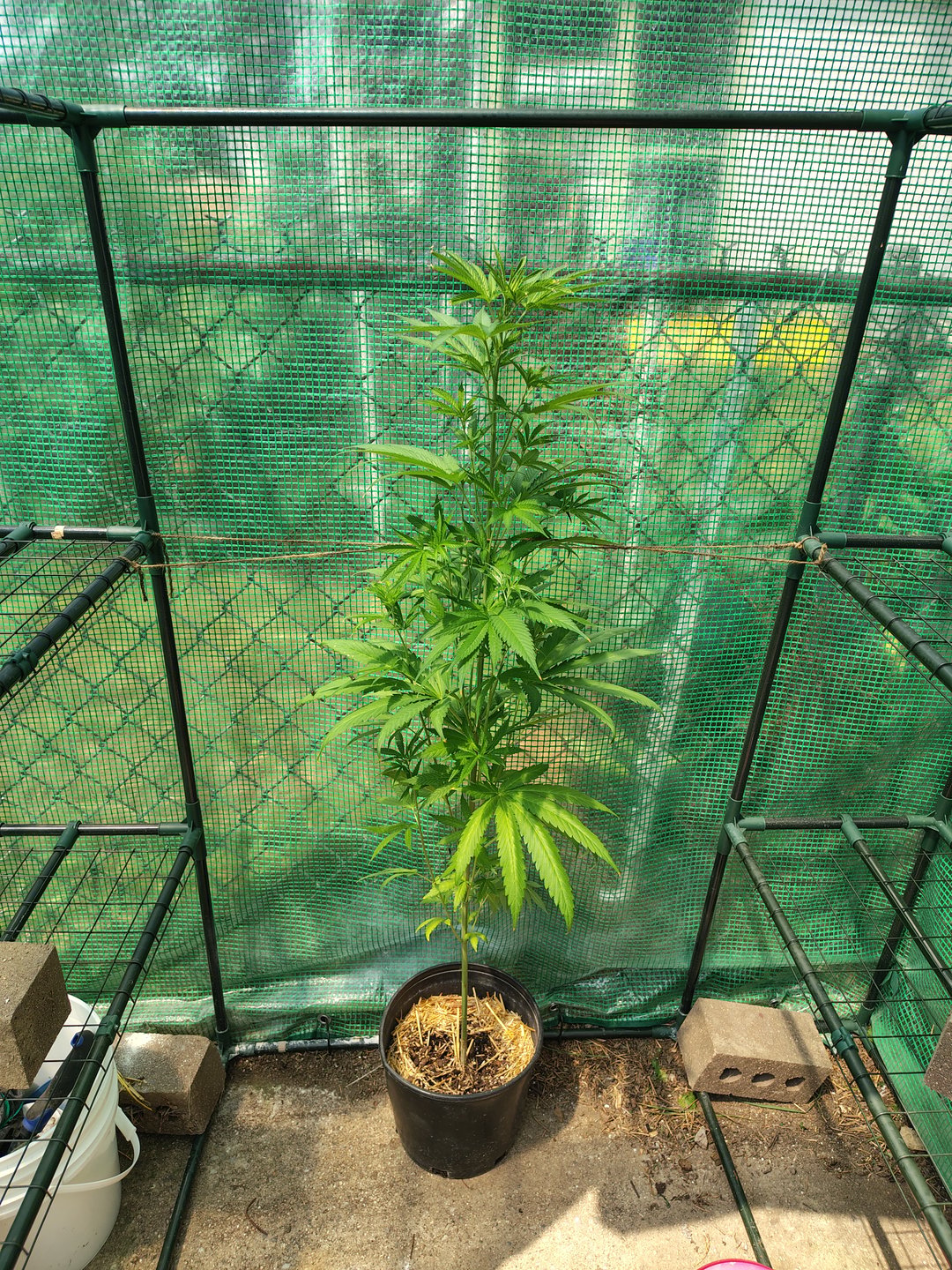 Plant 1