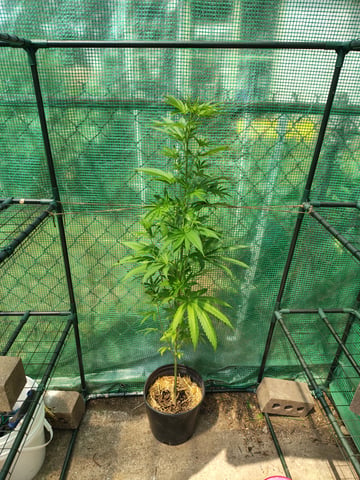 Plant 1