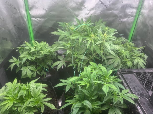 runts — vegetative, day 39