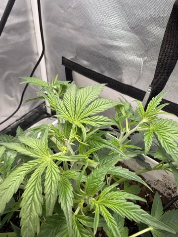 Key Lime Pie — vegetative, day 26