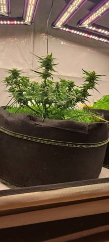 First Grow with the new setup  — auto, day 50