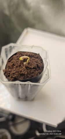 Tester Strain #1  — germination, day 1