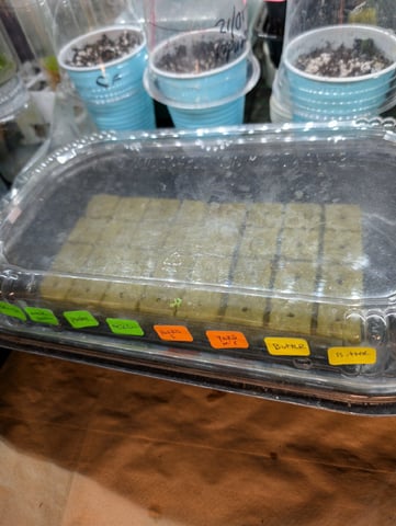 See what grows — vegetative, day 404