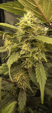 Ace Killer OG — flower, day 82