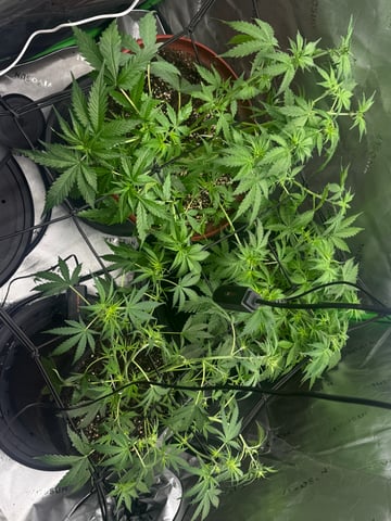 Bruce Banner (Auto) — flower, day 29