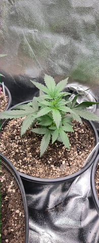 DeathStar, Grease Monkey, Goat Latto, Northern Lights — vegetative, day 42