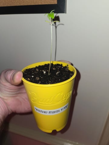 Last Auto's Before Frost?