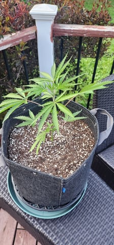 First clones (Dr nefario)  — vegetative, day 15