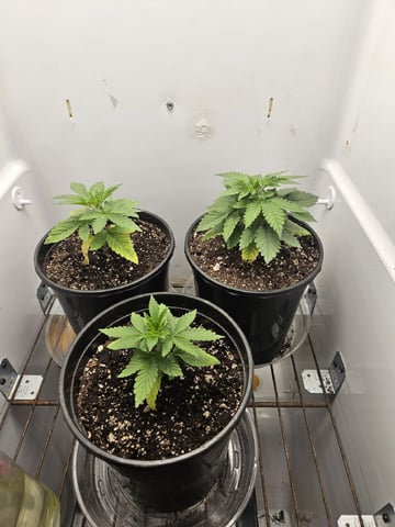 "NO CHEMA CUH" — seedling_rooting, day 25