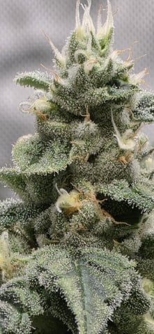 strawberry guava bx — flower, day 19