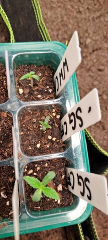 First Grow with the new setup  — seedling_rooting, day 3
