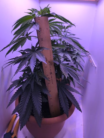 unknown strain 1st grow — vegetative, day 35