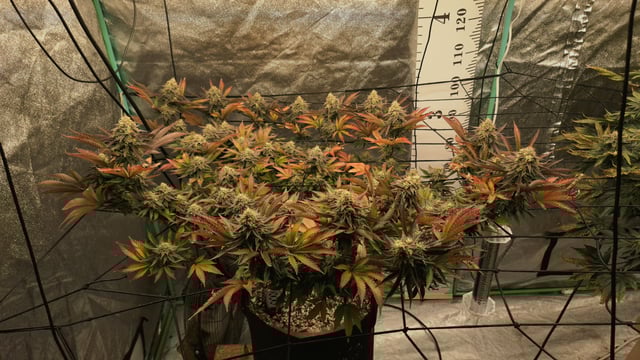 Blackberry Kush — flower, day 111