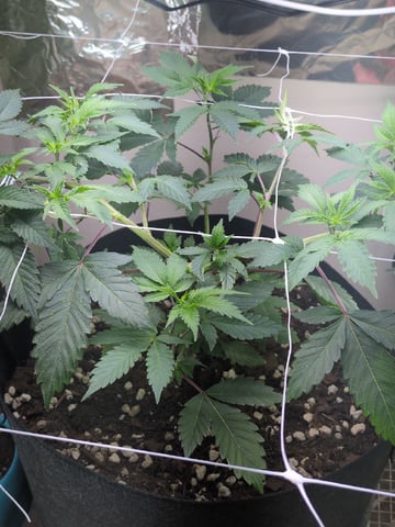 Audrey III — vegetative, day 73