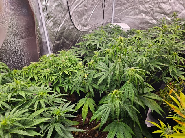 round 2 — flower, day 86