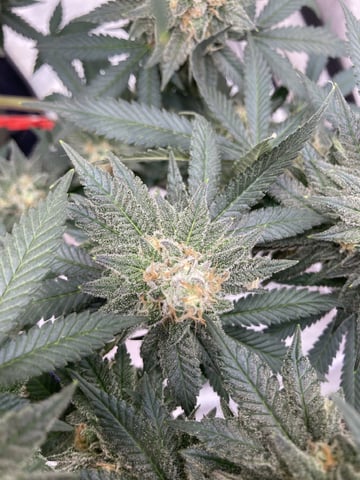 Planet Berry 7skunksgenetics  — flower, day 50