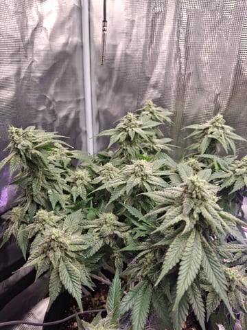 SoFloBudz — flower, day 82